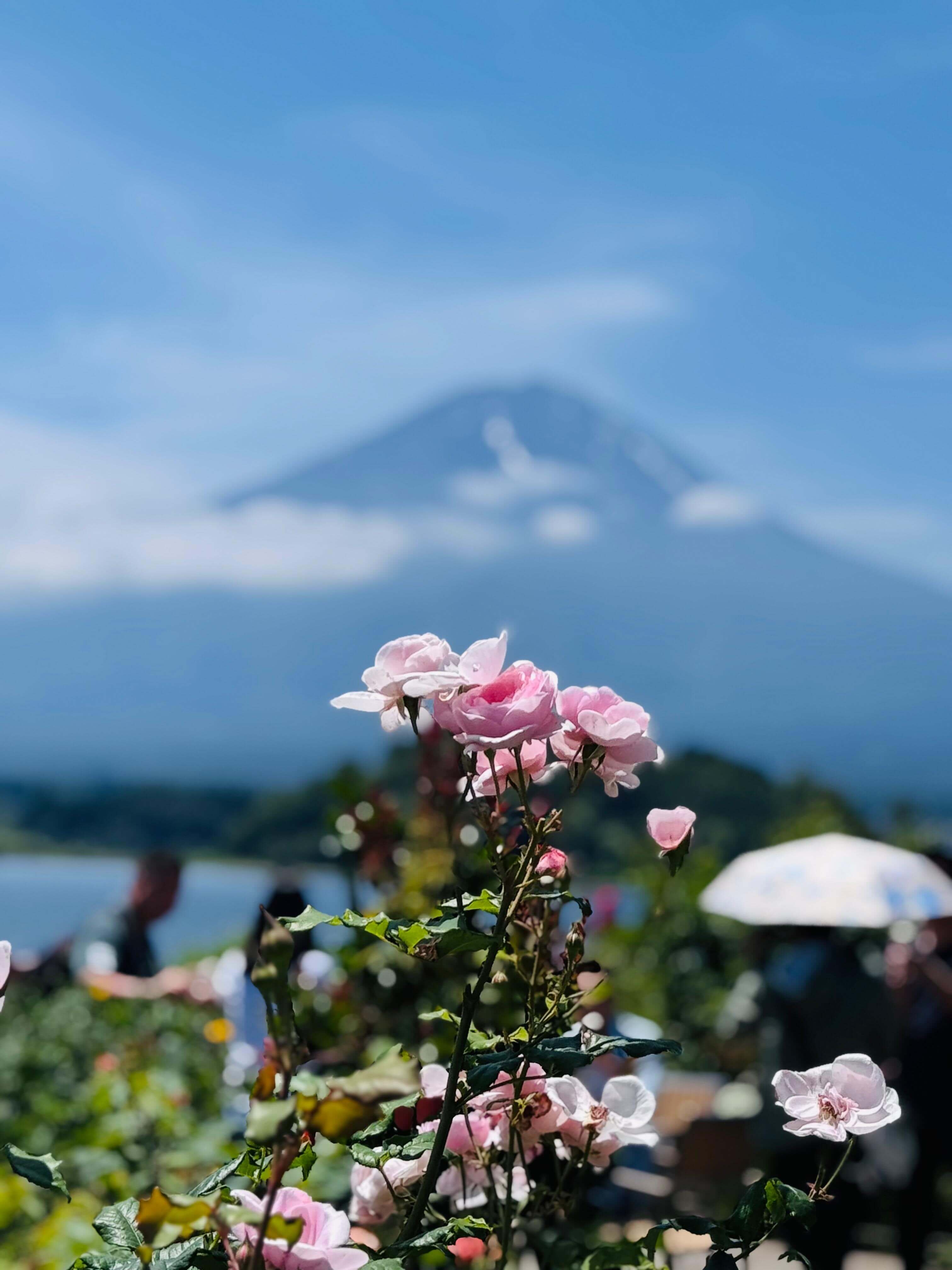 Mt Fuji Day Tour